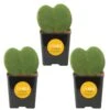 Hoya Kerrii Heartshaped Indoor Plant In 2.5 In. Grower Pot, Avg. Shipping Height 5 In. Tall (3-Pack) 2 Hoya Kerrii Heartshaped Indoor Plant In 2.5 In. Grower Pot, Avg. Shipping Height 5 In. Tall (3-Pack) -Home plant costa farms succulent plants 2 5hoyagp3pk 64 1000