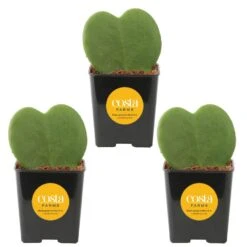 Hoya Kerrii Heartshaped Indoor Plant In 2.5 In. Grower Pot, Avg. Shipping Height 5 In. Tall (3-Pack)