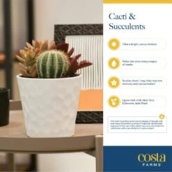 Double Hoya Heart Succulent Indoor Plant In 2.5 In. White Ceramic Planter, Average Shipping Height 5 In. Tall -Home plant costa farms succulent plants 2 5hoyalifewh fa 1000