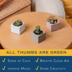 Mini Indoor Succulent Plants In 2 In. Mini Cube Ceramic Pots, Avg. Shipping Height 2 In. Tall (3-Pack) 15 Mini Indoor Succulent Plants In 2 In. Mini Cube Ceramic Pots, Avg. Shipping Height 2 In. Tall (3-Pack) -Home plant costa farms succulent plants co 2suc 13 cube 1f 1000