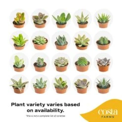Mini Indoor Succulent Plants In 2 In. Mini Cube Ceramic Pots, Avg. Shipping Height 2 In. Tall (3-Pack) 16 Mini Indoor Succulent Plants In 2 In. Mini Cube Ceramic Pots, Avg. Shipping Height 2 In. Tall (3-Pack) -Home plant costa farms succulent plants co 2suc 13 cube 44 1000