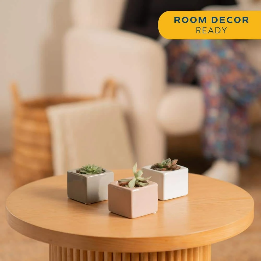 Mini Indoor Succulent Plants In 2 In. Mini Cube Ceramic Pots, Avg. Shipping Height 2 In. Tall (3-Pack) 6 Mini Indoor Succulent Plants In 2 In. Mini Cube Ceramic Pots, Avg. Shipping Height 2 In. Tall (3-Pack) - Image 4