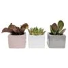 Mini Indoor Succulent Plants In 2 In. Mini Cube Ceramic Pots, Avg. Shipping Height 2 In. Tall (3-Pack) 1 Mini Indoor Succulent Plants In 2 In. Mini Cube Ceramic Pots, Avg. Shipping Height 2 In. Tall (3-Pack) -Home plant costa farms succulent plants co 2suc 13 cube 64 1000
