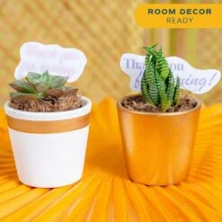 Mini Indoor Succulent Plants In 2 In. Ceramic Pots And Tray, Avg. Shipping Height 2 In. Tall (24-Pack) -Home plant costa farms succulent plants co 2suctray24 1f 1000