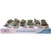 Mini Indoor Succulent Plants In 2 In. Ceramic Pots And Tray, Avg. Shipping Height 2 In. Tall (24-Pack) 2 Mini Indoor Succulent Plants In 2 In. Ceramic Pots And Tray, Avg. Shipping Height 2 In. Tall (24-Pack) -Home plant costa farms succulent plants co 2suctray24 64 1000