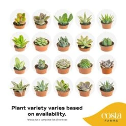 Mini Indoor Succulent Plants In 2 In. Ceramic Pots And Tray, Avg. Shipping Height 2 In. Tall (48-Pack) 19 Mini Indoor Succulent Plants In 2 In. Ceramic Pots And Tray, Avg. Shipping Height 2 In. Tall (48-Pack) -Home plant costa farms succulent plants co 2suctray48 31 1000