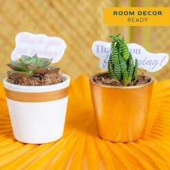 Mini Indoor Succulent Plants In 2 In. Ceramic Pots And Tray, Avg. Shipping Height 2 In. Tall (48-Pack) 17 Mini Indoor Succulent Plants In 2 In. Ceramic Pots And Tray, Avg. Shipping Height 2 In. Tall (48-Pack) -Home plant costa farms succulent plants co 2suctray48 44 1000