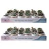 Mini Indoor Succulent Plants In 2 In. Ceramic Pots And Tray, Avg. Shipping Height 2 In. Tall (48-Pack) 2 Mini Indoor Succulent Plants In 2 In. Ceramic Pots And Tray, Avg. Shipping Height 2 In. Tall (48-Pack) -Home plant costa farms succulent plants co 2suctray48 64 1000