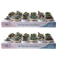 Mini Indoor Succulent Plants In 2 In. Ceramic Pots And Tray, Avg. Shipping Height 2 In. Tall (48-Pack)