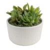Indoor Cacti And Succulent Garden In 6 In. White Ceramic Bowl, Avg. Shipping Height 8 In. Tall -Home plant costa farms succulent plants co cgd6 3 blis 64 1000