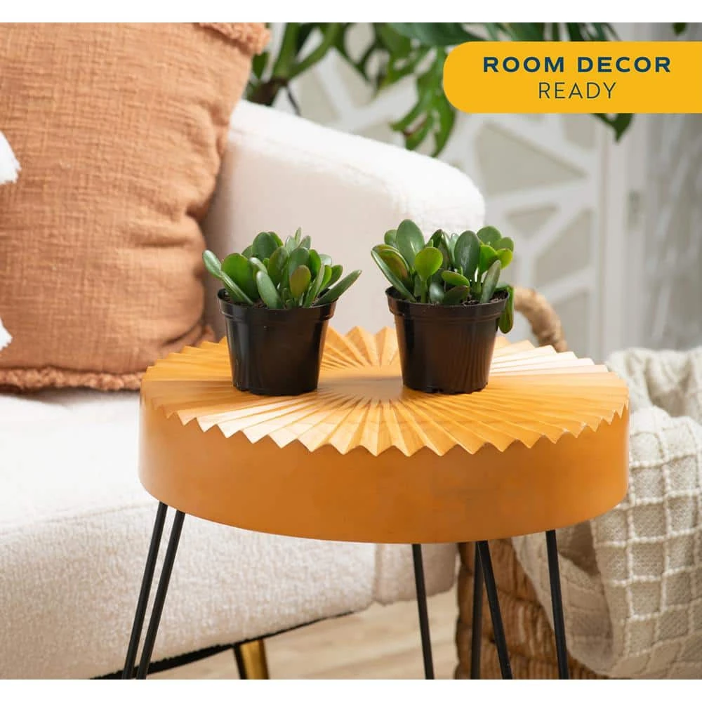 Jade Crassula Indoor Succulent Plants In 4 In. Grower Pot, Avg. Shipping Height 7 In. Tall (2-Pack) 7 Jade Crassula Indoor Succulent Plants In 4 In. Grower Pot, Avg. Shipping Height 7 In. Tall (2-Pack) - Image 5