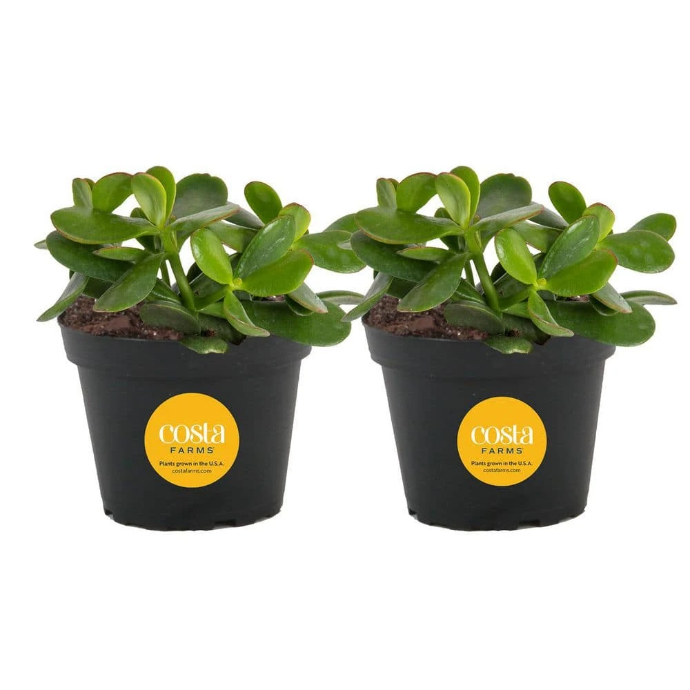 Jade Crassula Indoor Succulent Plants In 4 In. Grower Pot, Avg. Shipping Height 7 In. Tall (2-Pack) 3 Jade Crassula Indoor Succulent Plants In 4 In. Grower Pot, Avg. Shipping Height 7 In. Tall (2-Pack)