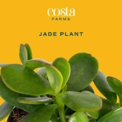 Jade Crassula Indoor Succulent Plants In 4 In. Grower Pot, Avg. Shipping Height 7 In. Tall (2-Pack) 12 Jade Crassula Indoor Succulent Plants In 4 In. Grower Pot, Avg. Shipping Height 7 In. Tall (2-Pack) -Home plant costa farms succulent plants co cj04 3 gp c3 1000