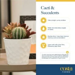 Grower's Choice Echeveria Indoor Succulent Plant In 2.5 In. Love Ceramic Pot, Avg. Shipping Height 3 In. Tall 12 Grower's Choice Echeveria Indoor Succulent Plant In 2.5 In. Love Ceramic Pot, Avg. Shipping Height 3 In. Tall -Home plant costa farms succulent plants co ech2 5 love 1f 1000