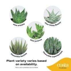 Grower's Choice Echeveria Indoor Succulent Plant In 2.5 In. Love Ceramic Pot, Avg. Shipping Height 3 In. Tall 11 Grower's Choice Echeveria Indoor Succulent Plant In 2.5 In. Love Ceramic Pot, Avg. Shipping Height 3 In. Tall -Home plant costa farms succulent plants co ech2 5 love 4f 1000