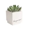 Grower's Choice Echeveria Indoor Succulent Plant In 2.5 In. Love Ceramic Pot, Avg. Shipping Height 3 In. Tall 2 Grower's Choice Echeveria Indoor Succulent Plant In 2.5 In. Love Ceramic Pot, Avg. Shipping Height 3 In. Tall -Home plant costa farms succulent plants co ech2 5 love 64 1000