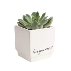 Grower's Choice Echeveria Indoor Succulent Plant In 2.5 In. Love Ceramic Pot, Avg. Shipping Height 3 In. Tall