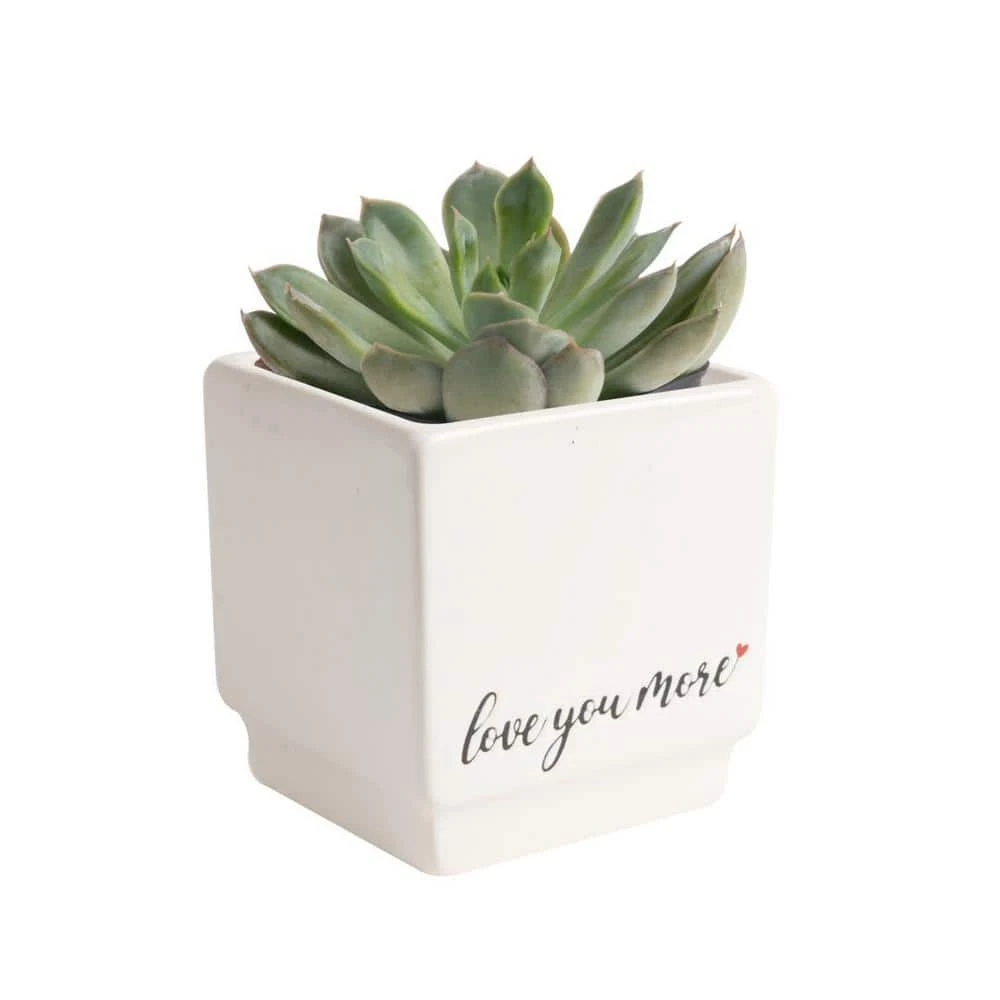 Grower's Choice Echeveria Indoor Succulent Plant In 2.5 In. Love Ceramic Pot, Avg. Shipping Height 3 In. Tall 2 Grower's Choice Echeveria Indoor Succulent Plant In 2.5 In. Love Ceramic Pot, Avg. Shipping Height 3 In. Tall