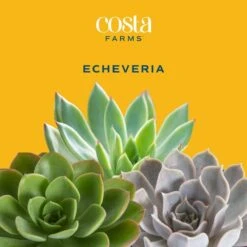 Grower's Choice Echeveria Indoor Succulent Plant In 2.5 In. Love Ceramic Pot, Avg. Shipping Height 3 In. Tall 10 Grower's Choice Echeveria Indoor Succulent Plant In 2.5 In. Love Ceramic Pot, Avg. Shipping Height 3 In. Tall -Home plant costa farms succulent plants co ech2 5 love c3 1000