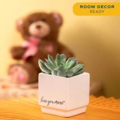 Grower's Choice Echeveria Indoor Succulent Plant In 2.5 In. Love Ceramic Pot, Avg. Shipping Height 3 In. Tall 13 Grower's Choice Echeveria Indoor Succulent Plant In 2.5 In. Love Ceramic Pot, Avg. Shipping Height 3 In. Tall -Home plant costa farms succulent plants co ech2 5 love fa 1000