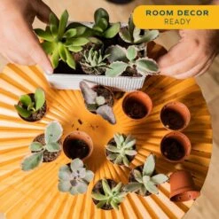 Mini Unique Indoor Succulent Plants In 2 In. Round Grower Pot, Average Shipping Height 2 In. Tall (12-Pack) -Home plant costa farms succulent plants co sucmini gp11 44 1000