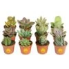 Mini Unique Indoor Succulent Plants In 2 In. Round Grower Pot, Average Shipping Height 2 In. Tall (12-Pack) -Home plant costa farms succulent plants co sucmini gp11 64 1000