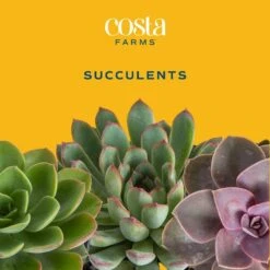 Mini Unique Indoor Succulent Plants In 2 In. Round Grower Pot, Average Shipping Height 2 In. Tall (12-Pack) -Home plant costa farms succulent plants co sucmini gp11 c3 1000