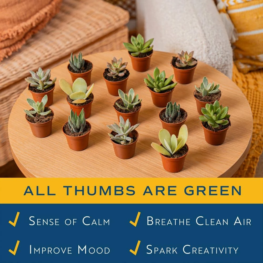 Mini Unique Indoor Succulent Plants In 2 In. Round Grower Pot, Avg. Shipping Height 2 In. Tall (25-Pack) 6 Mini Unique Indoor Succulent Plants In 2 In. Round Grower Pot, Avg. Shipping Height 2 In. Tall (25-Pack) - Image 5