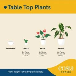 Mini Unique Indoor Succulent Plants In 2 In. Round Grower Pot, Avg. Shipping Height 2 In. Tall (25-Pack) 17 Mini Unique Indoor Succulent Plants In 2 In. Round Grower Pot, Avg. Shipping Height 2 In. Tall (25-Pack) -Home plant costa farms succulent plants co sucmini gp25 76 1000