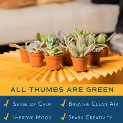 Mini Unique Indoor Succulent Plants In 2 In. Round Grower Pot, Average Shipping Height 2 In. Tall (50-Pack) 15 Mini Unique Indoor Succulent Plants In 2 In. Round Grower Pot, Average Shipping Height 2 In. Tall (50-Pack) -Home plant costa farms succulent plants p suc g pot 50 1f 1000