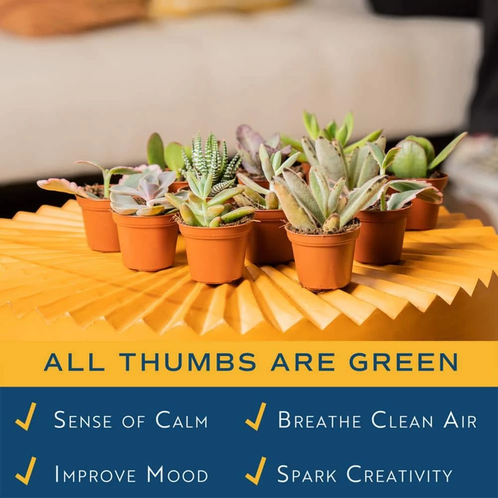 Mini Unique Indoor Succulent Plants In 2 In. Round Grower Pot, Average Shipping Height 2 In. Tall (50-Pack) 7 Mini Unique Indoor Succulent Plants In 2 In. Round Grower Pot, Average Shipping Height 2 In. Tall (50-Pack) - Image 5