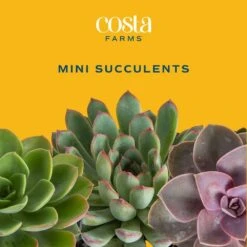 Mini Unique Indoor Succulent Plants In 2 In. Round Grower Pot, Average Shipping Height 2 In. Tall (50-Pack) 19 Mini Unique Indoor Succulent Plants In 2 In. Round Grower Pot, Average Shipping Height 2 In. Tall (50-Pack) -Home plant costa farms succulent plants p suc g pot 50 31 1000