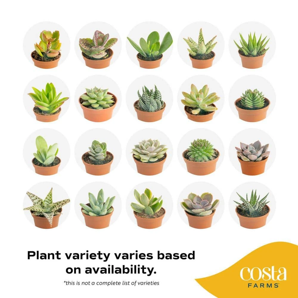 Mini Unique Indoor Succulent Plants In 2 In. Round Grower Pot, Average Shipping Height 2 In. Tall (50-Pack) 6 Mini Unique Indoor Succulent Plants In 2 In. Round Grower Pot, Average Shipping Height 2 In. Tall (50-Pack) - Image 4