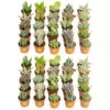 Mini Unique Indoor Succulent Plants In 2 In. Round Grower Pot, Average Shipping Height 2 In. Tall (50-Pack) 1 Mini Unique Indoor Succulent Plants In 2 In. Round Grower Pot, Average Shipping Height 2 In. Tall (50-Pack) -Home plant costa farms succulent plants p suc g pot 50 64 1000