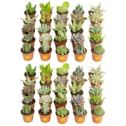 Mini Unique Indoor Succulent Plants In 2 In. Round Grower Pot, Average Shipping Height 2 In. Tall (50-Pack)