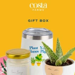 Gift Occasion Box With 2 In. Grower's Choice Succulent In Decor Planter, Candle And Tumbler 17 Gift Occasion Box With 2 In. Grower's Choice Succulent In Decor Planter, Candle And Tumbler -Home plant costa farms succulent plants p suc p gob 01 31 1000