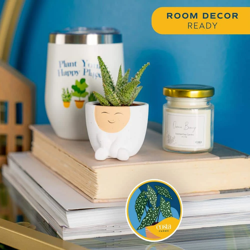 Gift Occasion Box With 2 In. Grower's Choice Succulent In Decor Planter, Candle And Tumbler 5 Gift Occasion Box With 2 In. Grower's Choice Succulent In Decor Planter, Candle And Tumbler - Image 3