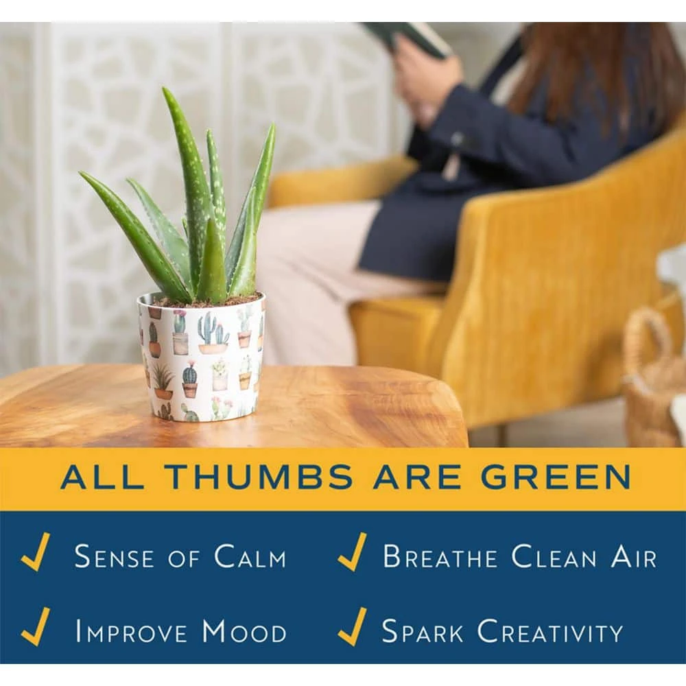 Aloe Vera Indoor Plant In 4 In. Grower Pot, Avg. Shipping Height 10 In. Tall 7 Aloe Vera Indoor Plant In 4 In. Grower Pot, Avg. Shipping Height 10 In. Tall - Image 5