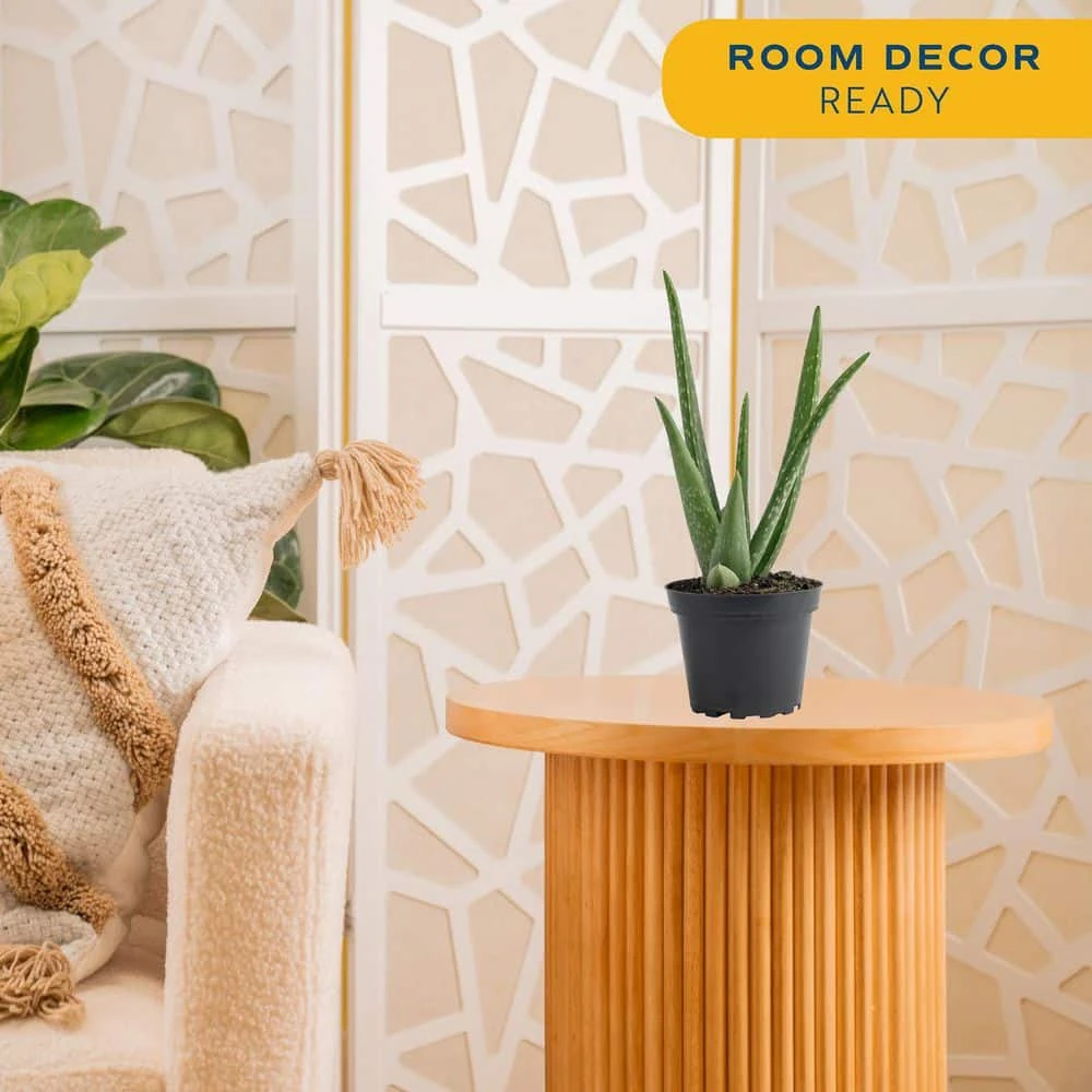 Aloe Vera Indoor Plant In 4 In. Grower Pot, Avg. Shipping Height 10 In. Tall 6 Aloe Vera Indoor Plant In 4 In. Grower Pot, Avg. Shipping Height 10 In. Tall - Image 4