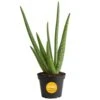 Aloe Vera Indoor Plant In 4 In. Grower Pot, Avg. Shipping Height 10 In. Tall -Home plant costa farms succulent plants s alo g pot 01 64 1000