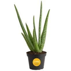 Aloe Vera Indoor Plant In 4 In. Grower Pot, Avg. Shipping Height 10 In. Tall