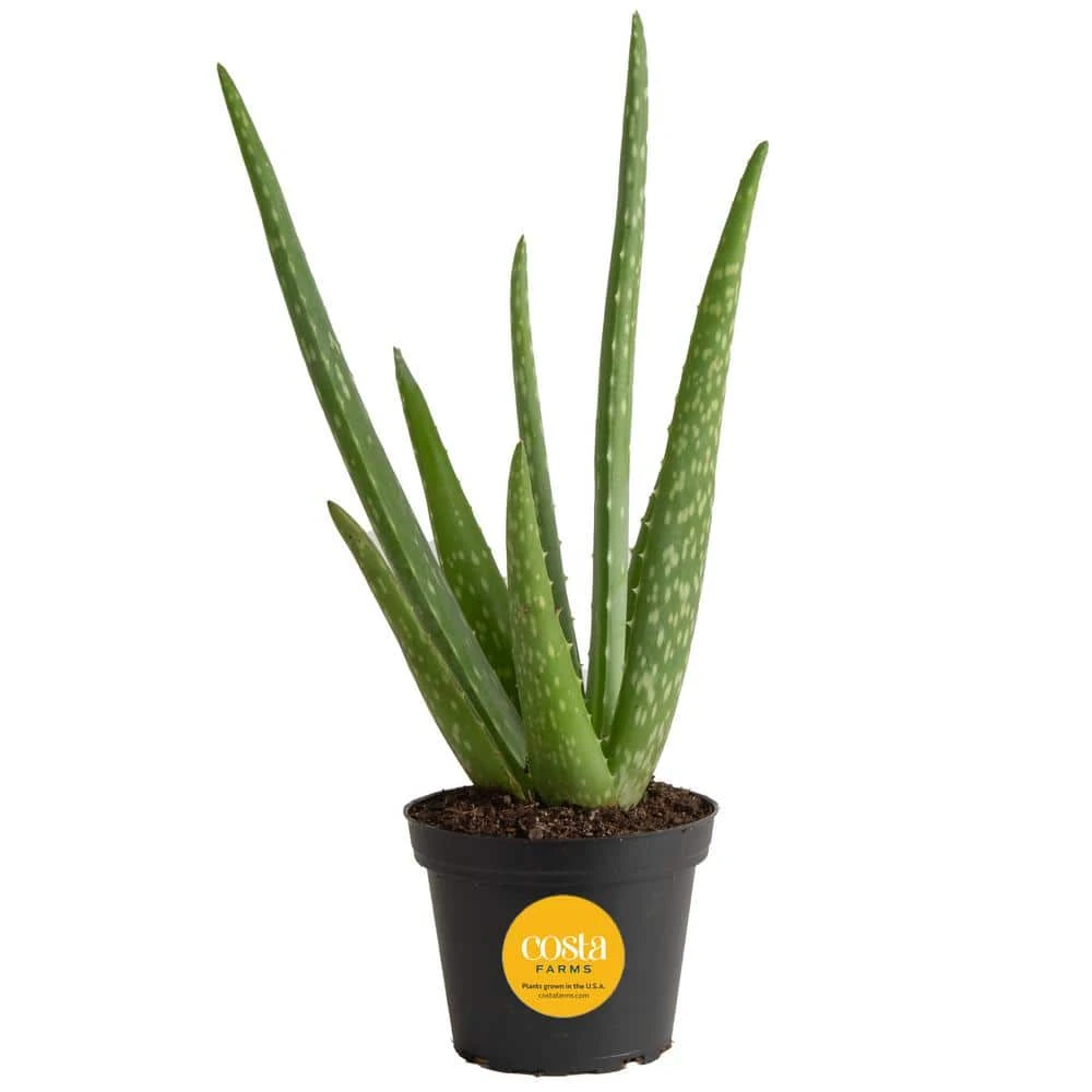 Aloe Vera Indoor Plant In 4 In. Grower Pot, Avg. Shipping Height 10 In. Tall 3 Aloe Vera Indoor Plant In 4 In. Grower Pot, Avg. Shipping Height 10 In. Tall