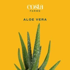 Aloe Vera Indoor Plant In 4 In. Grower Pot, Avg. Shipping Height 10 In. Tall 12 Aloe Vera Indoor Plant In 4 In. Grower Pot, Avg. Shipping Height 10 In. Tall -Home plant costa farms succulent plants s alo g pot 01 c3 1000