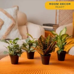 Grower's Choice Exotic Angel Indoor Houseplant Collection In 3.8 In. Grower Pot, Avg. Shipping Height 10 In.Tall(4-Pack) 15 Grower's Choice Exotic Angel Indoor Houseplant Collection In 3.8 In. Grower Pot, Avg. Shipping Height 10 In.Tall(4-Pack) -Home plant house plants co o2fu 3 gp4 1f 1000