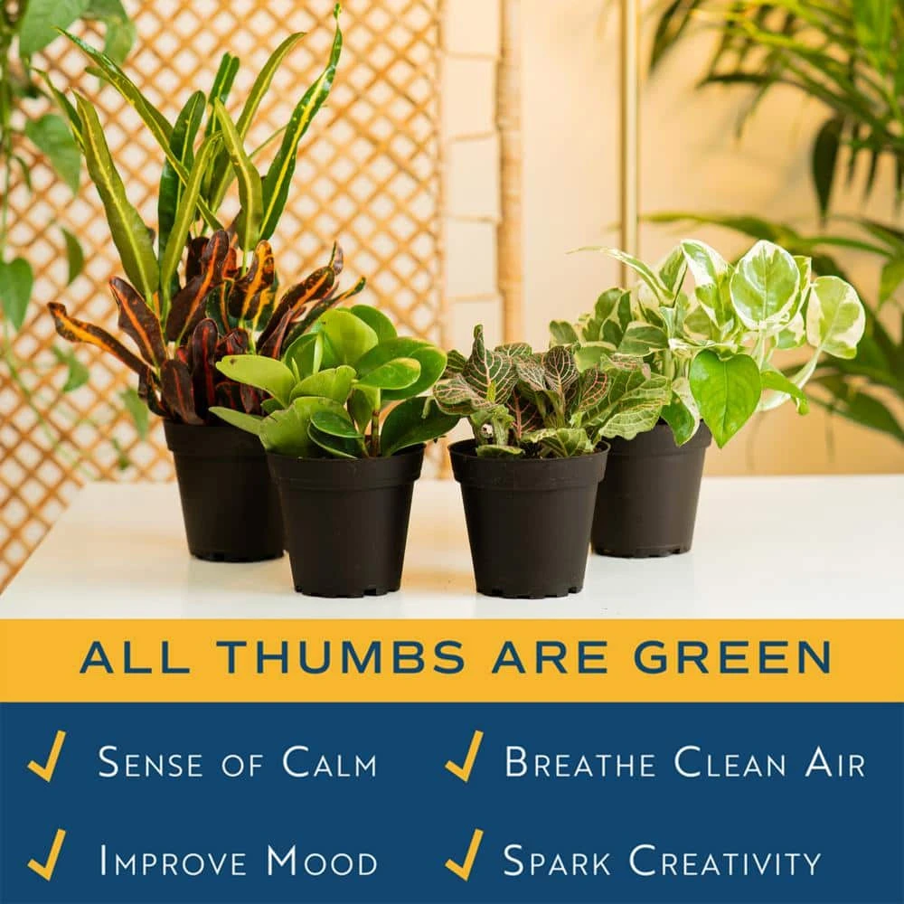 Grower's Choice Exotic Angel Indoor Houseplant Collection In 3.8 In. Grower Pot, Avg. Shipping Height 10 In.Tall(4-Pack) 6 Grower's Choice Exotic Angel Indoor Houseplant Collection In 3.8 In. Grower Pot, Avg. Shipping Height 10 In.Tall(4-Pack) - Image 4