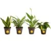 Grower's Choice Exotic Angel Indoor Houseplant Collection In 3.8 In. Grower Pot, Avg. Shipping Height 10 In.Tall(4-Pack) 2 Grower's Choice Exotic Angel Indoor Houseplant Collection In 3.8 In. Grower Pot, Avg. Shipping Height 10 In.Tall(4-Pack) -Home plant house plants co o2fu 3 gp4 64 1000