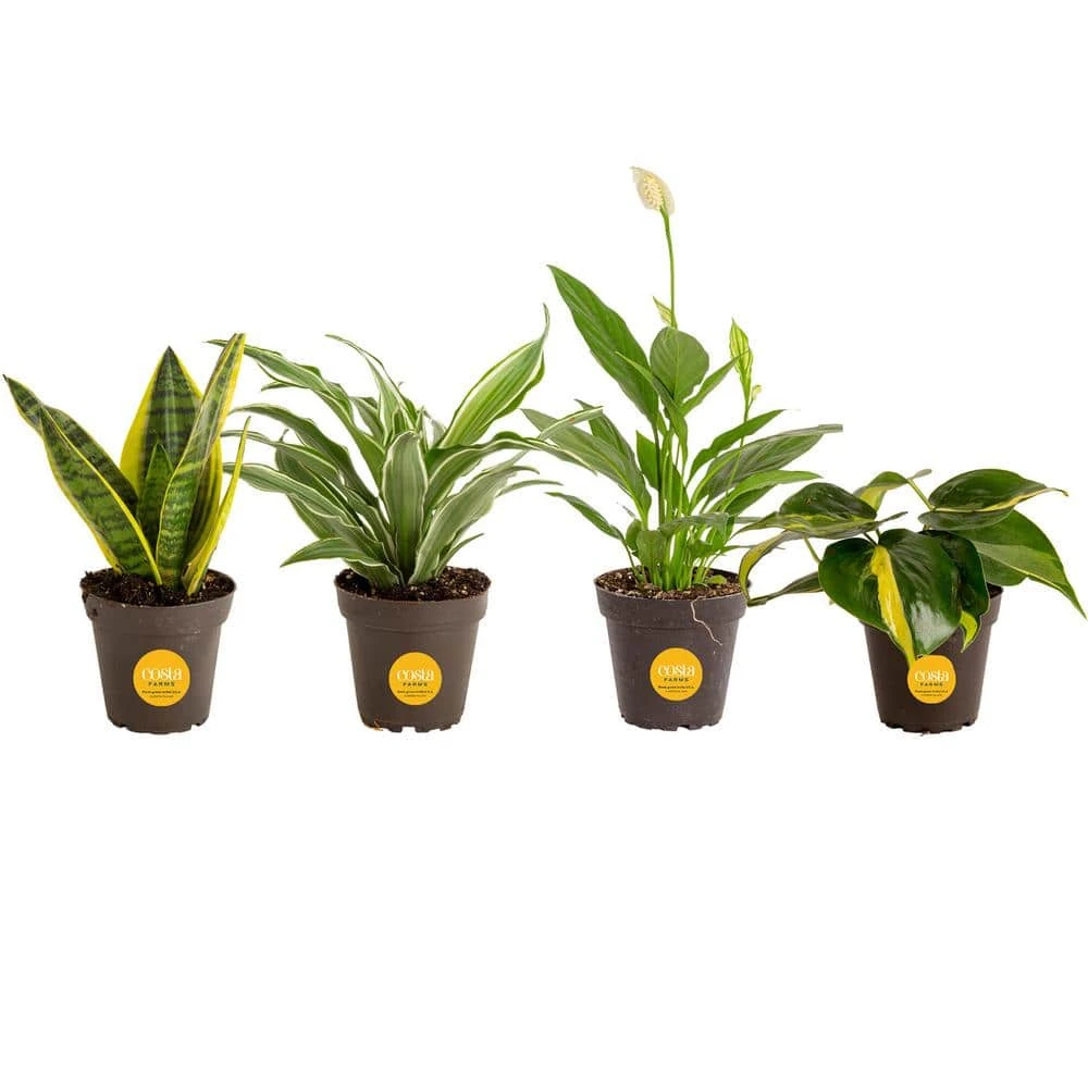 Grower's Choice Exotic Angel Indoor Houseplant Collection In 3.8 In. Grower Pot, Avg. Shipping Height 10 In.Tall(4-Pack) 3 Grower's Choice Exotic Angel Indoor Houseplant Collection In 3.8 In. Grower Pot, Avg. Shipping Height 10 In.Tall(4-Pack)