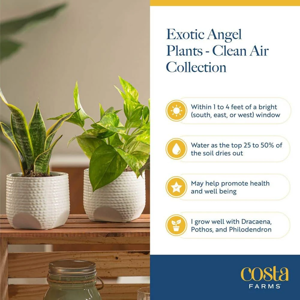 Grower's Choice Exotic Angel Indoor Houseplant Collection In 3.8 In. Grower Pot, Avg. Shipping Height 10 In.Tall(4-Pack) 4 Grower's Choice Exotic Angel Indoor Houseplant Collection In 3.8 In. Grower Pot, Avg. Shipping Height 10 In.Tall(4-Pack) - Image 2