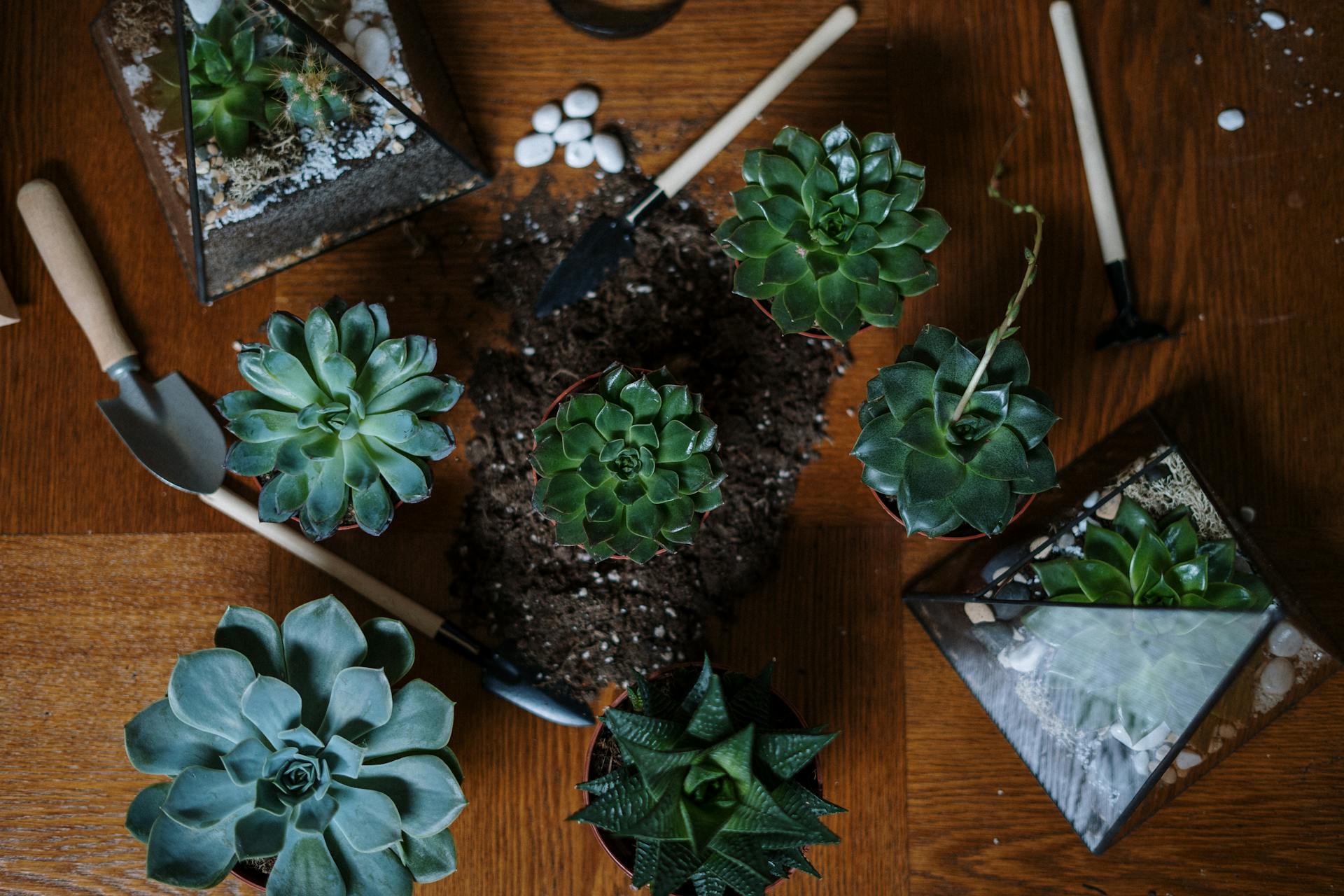 Front Page -Home plant pexels cottonbro 4507751